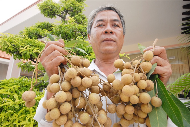 Liên kết sản xuất trái cây xuất khẩu Liên kết sản xuất trái cây xuất khẩu